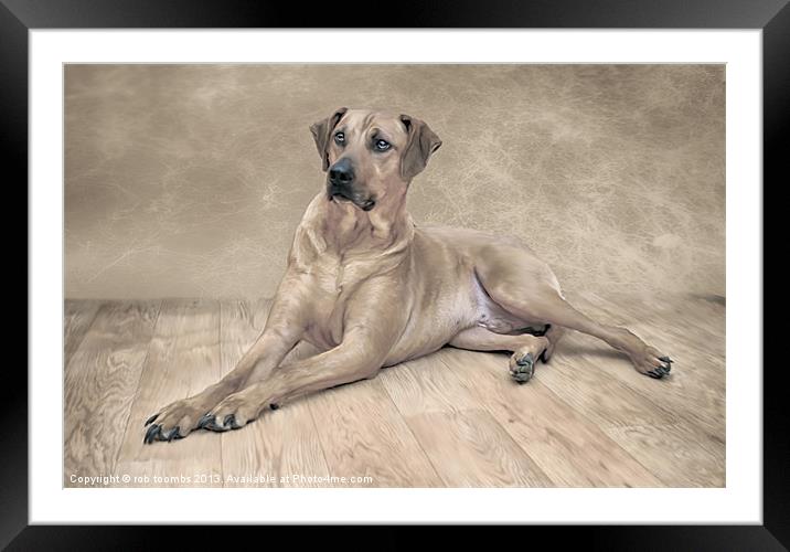 THE RHODESIAN RIDGEBACK Framed Mounted Print by Rob Toombs