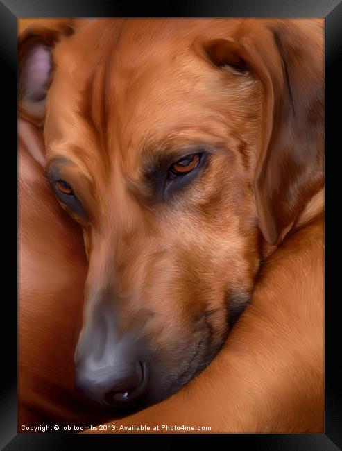 THE RESTING RIDGEBACK Framed Print by Rob Toombs