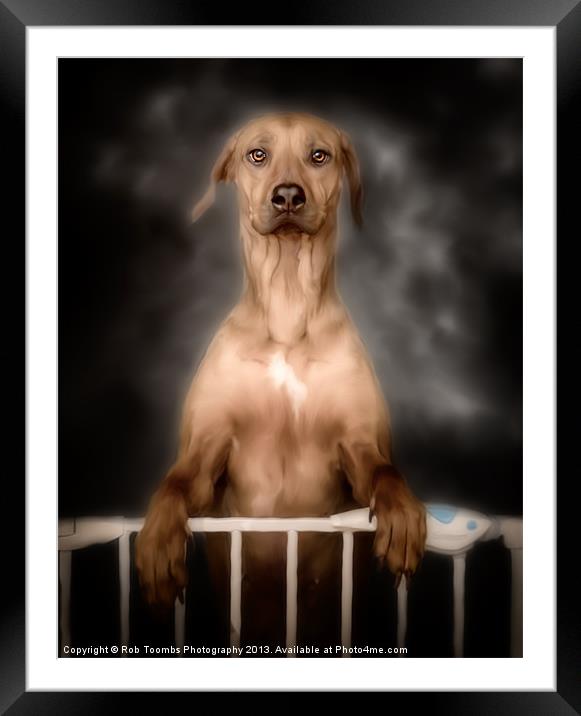 THE CURIOUS RIDGEBACK Framed Mounted Print by Rob Toombs