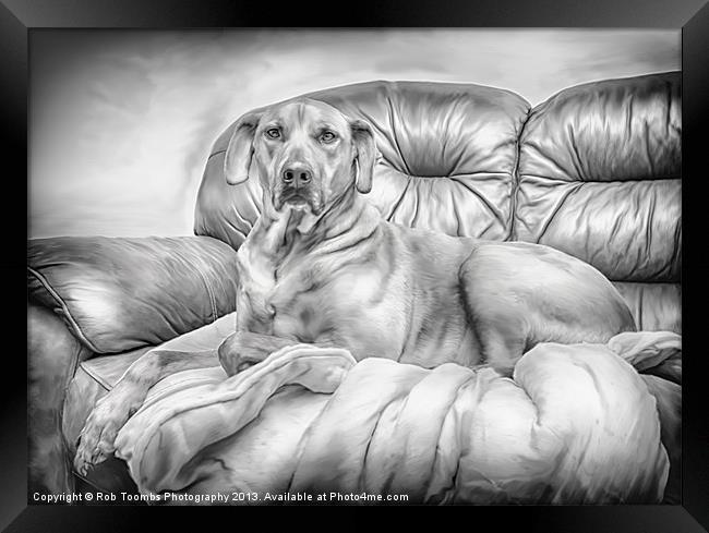 THE PROUD RIDGEBACK Framed Print by Rob Toombs