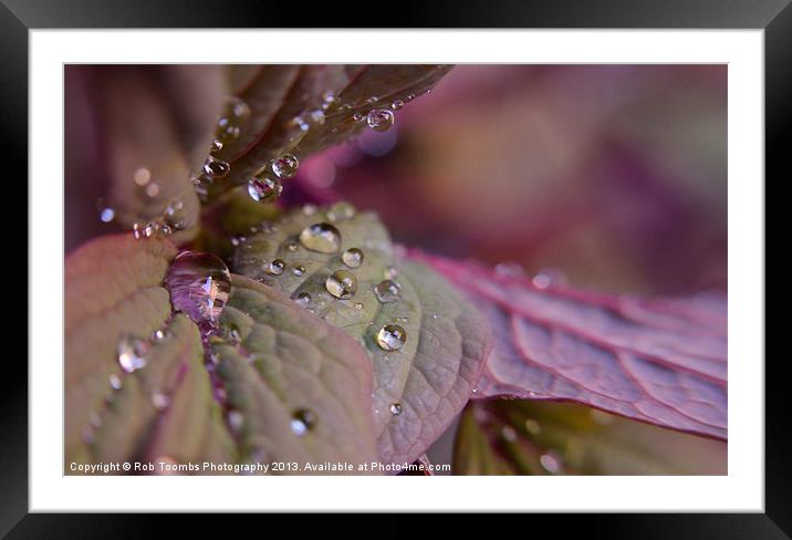 PURPLE DROPLETS Framed Mounted Print by Rob Toombs
