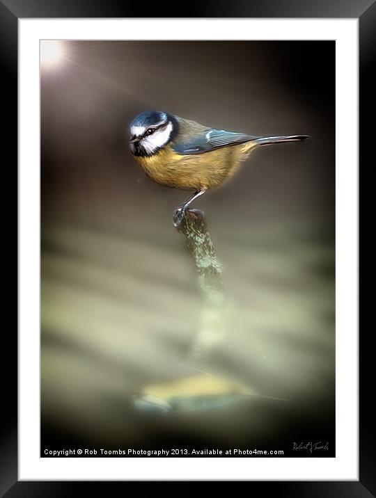 EARLY BIRD Framed Mounted Print by Rob Toombs