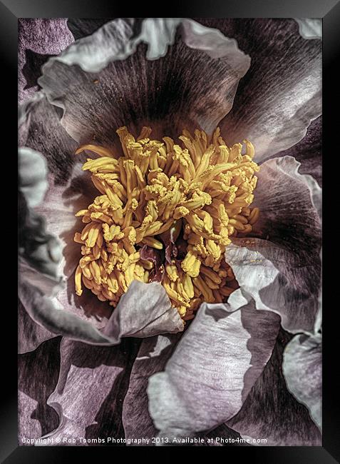 STAMENS OF A PEONY Framed Print by Rob Toombs