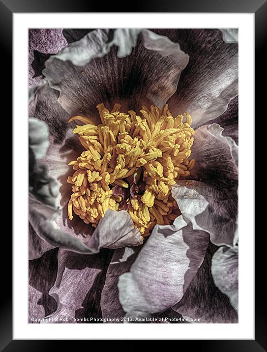 STAMENS OF A PEONY Framed Mounted Print by Rob Toombs