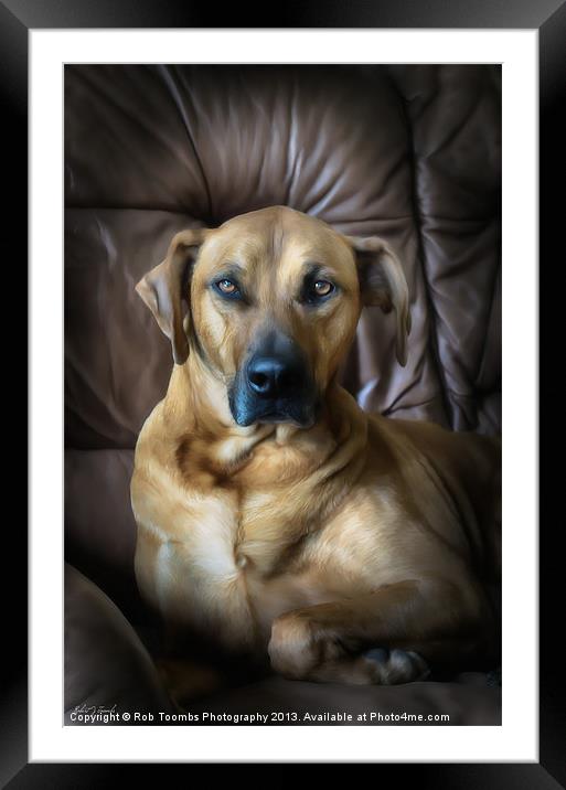 A PROUD PORTRAIT Framed Mounted Print by Rob Toombs