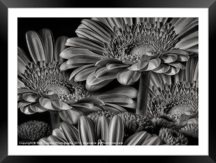 GERBERA DAISY GREY Framed Mounted Print by Rob Toombs
