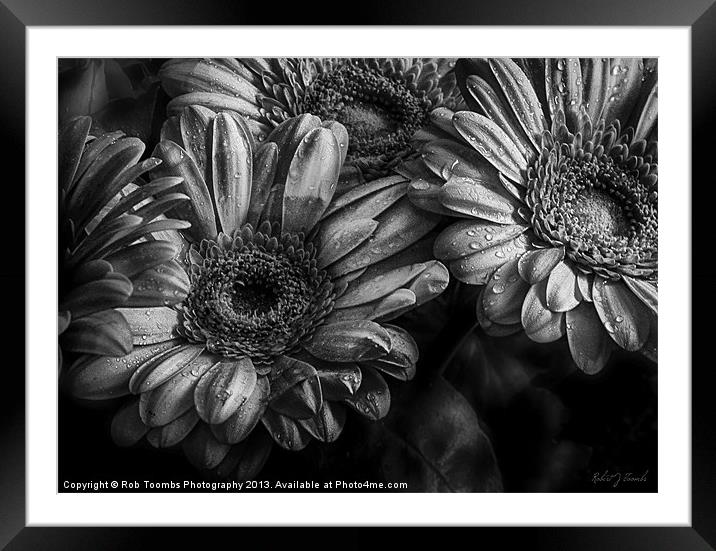 DAISY GREY Framed Mounted Print by Rob Toombs