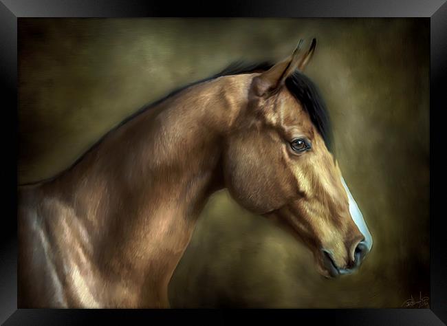 THE STALLION Framed Print by Rob Toombs