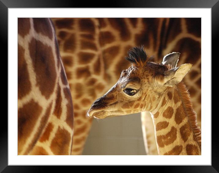 Rothschild Giraffe Calf Framed Mounted Print by Claire Ing