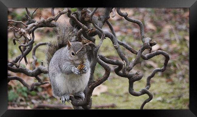Grey Squirrel with Walnut Framed Print by Claire Ing