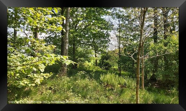 West Lothian Woodland Walk 1 Framed Print by Lee Osborne