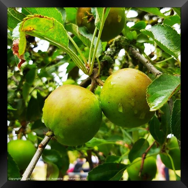 Apples on a Tree Framed Print by Lee Osborne