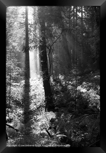 Light in the Forest Framed Print by Lee Osborne