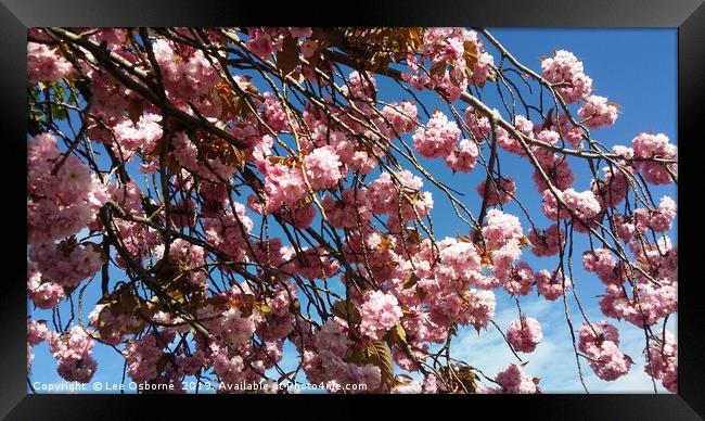 Spring Blossoms Framed Print by Lee Osborne