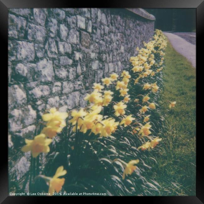 Spring Daffodils #2 Framed Print by Lee Osborne