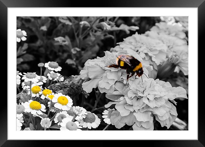 Bumble Bee. Framed Mounted Print by Lee Daly