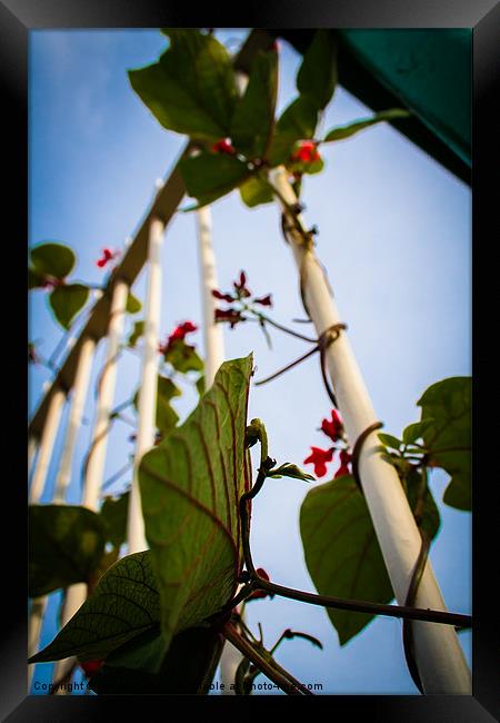 Runner beans in captivity. Framed Print by Lee Daly