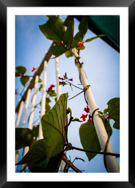 Runner beans in captivity. Framed Mounted Print by Lee Daly