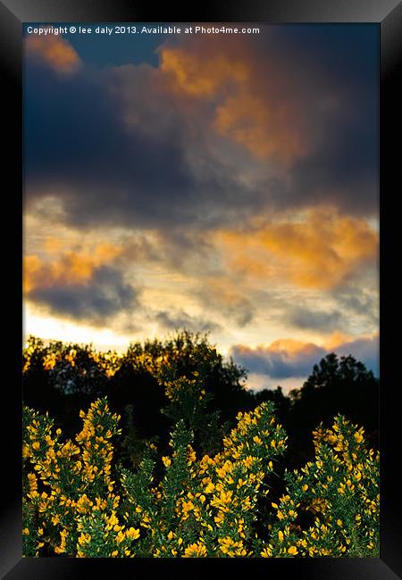 Gorse evening. Framed Print by Lee Daly