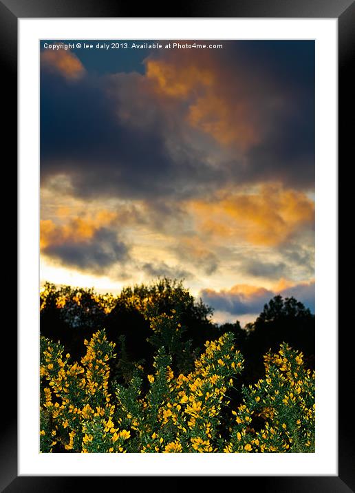 Gorse evening. Framed Mounted Print by Lee Daly