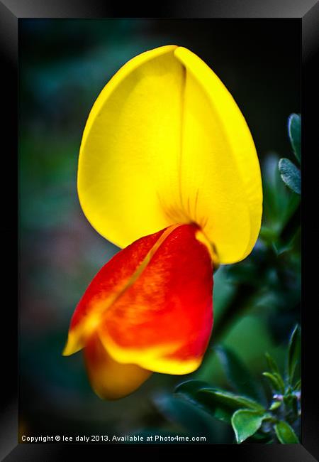 gorse flower Framed Print by Lee Daly