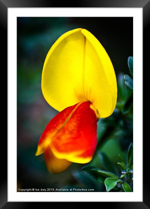 gorse flower Framed Mounted Print by Lee Daly