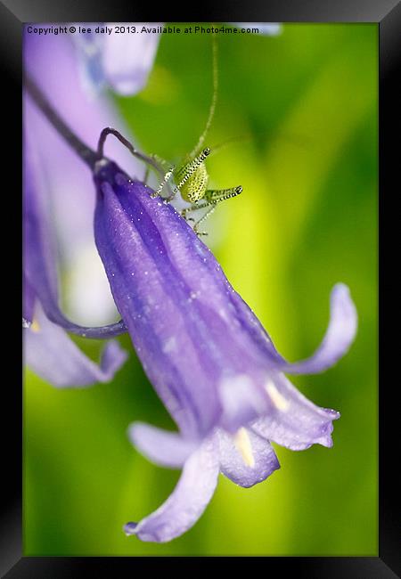 purple green. Framed Print by Lee Daly