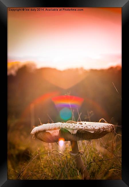  magic mushroom Framed Print by Lee Daly