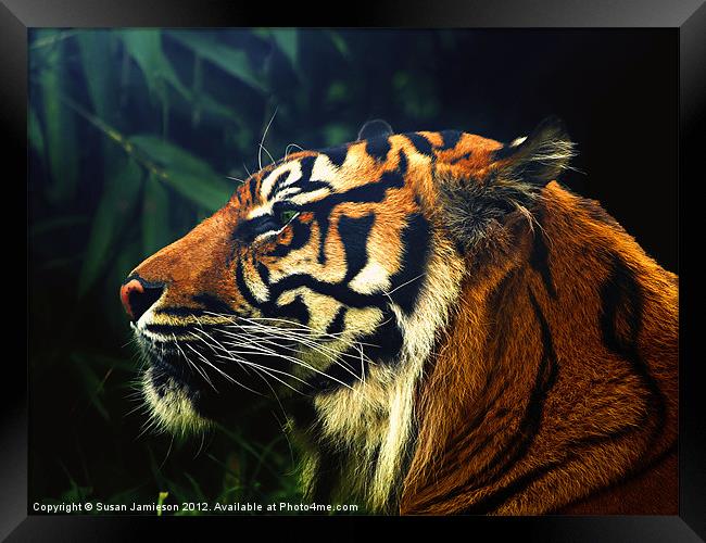 Tiger, Tiger Burning Bright Framed Print by Susan Jamieson