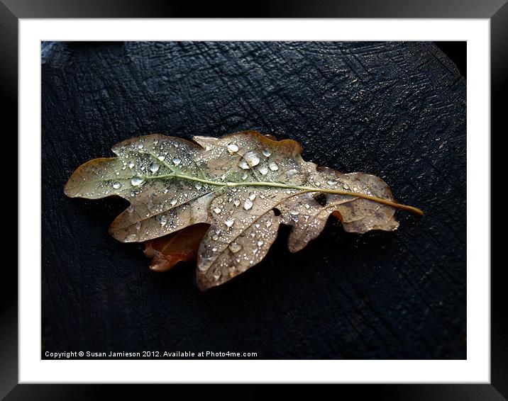 Fading Year Framed Mounted Print by Susan Jamieson