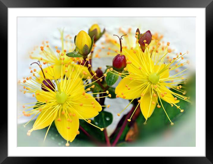  flowers and buds Framed Mounted Print by sue davies