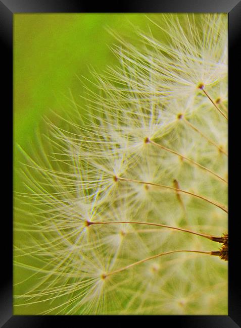 dandelion head Framed Print by sue davies