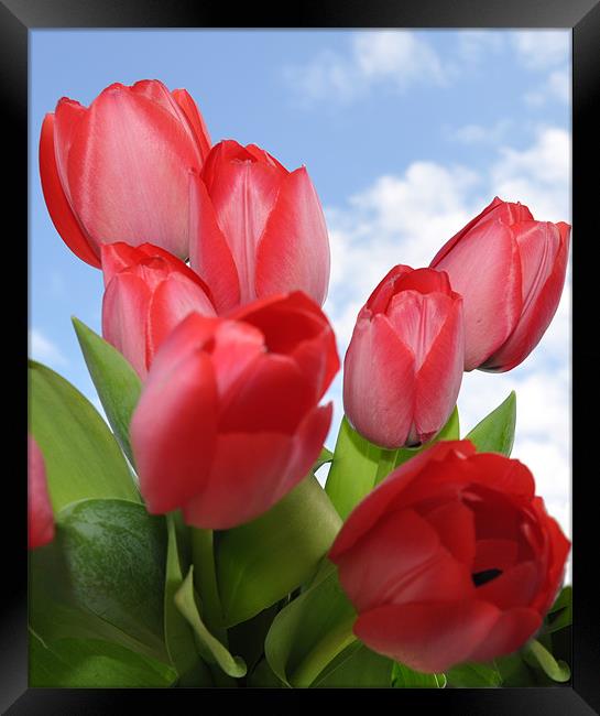tulips Framed Print by sue davies