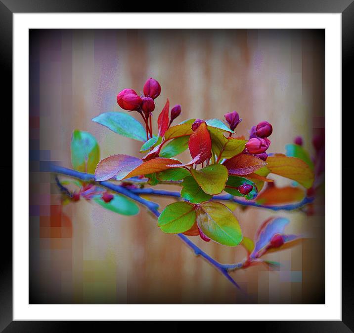 tree blossom Framed Mounted Print by sue davies