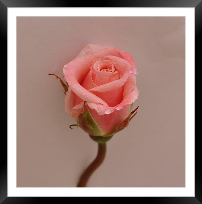 A rose Framed Mounted Print by sue davies