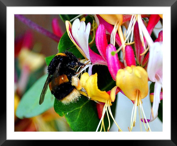 nectar Framed Mounted Print by sue davies