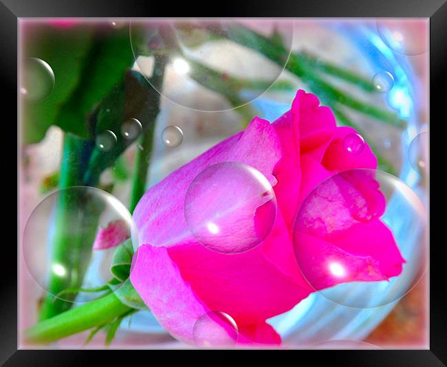 roses n bubbles Framed Print by sue davies