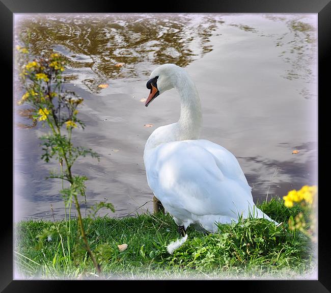 beauty Framed Print by sue davies