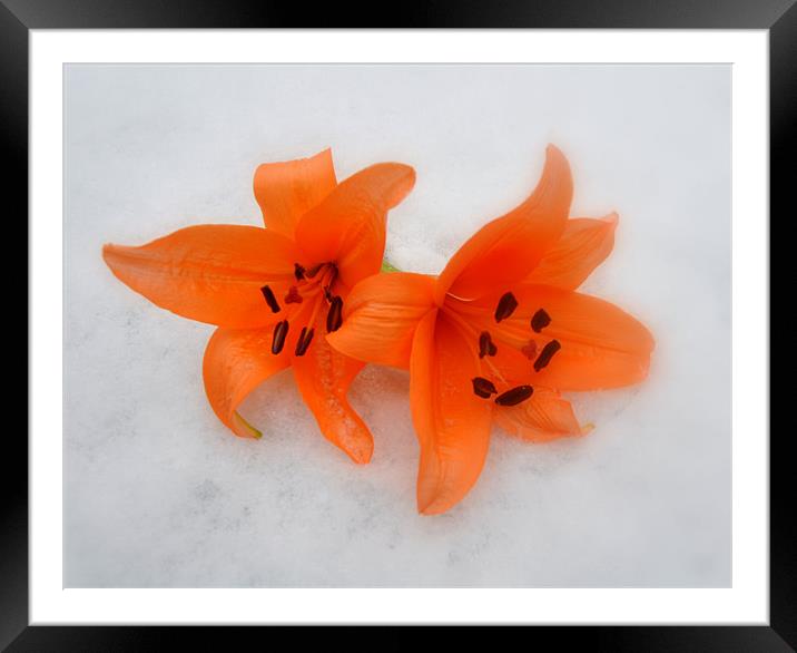 lilys in the snow Framed Mounted Print by sue davies