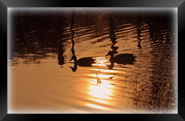 peace Framed Print by sue davies