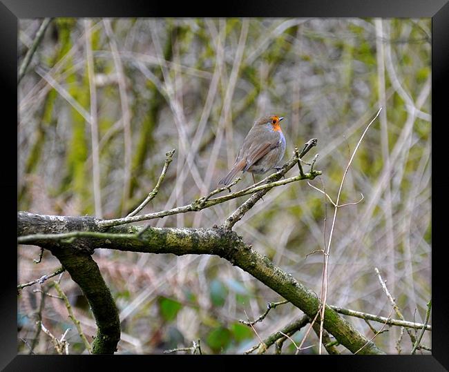 robin Framed Print by sue davies