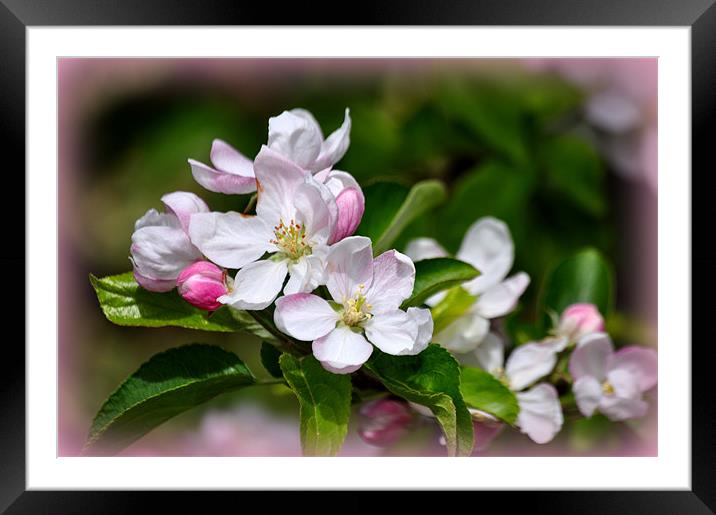 apple blossom Framed Mounted Print by sue davies