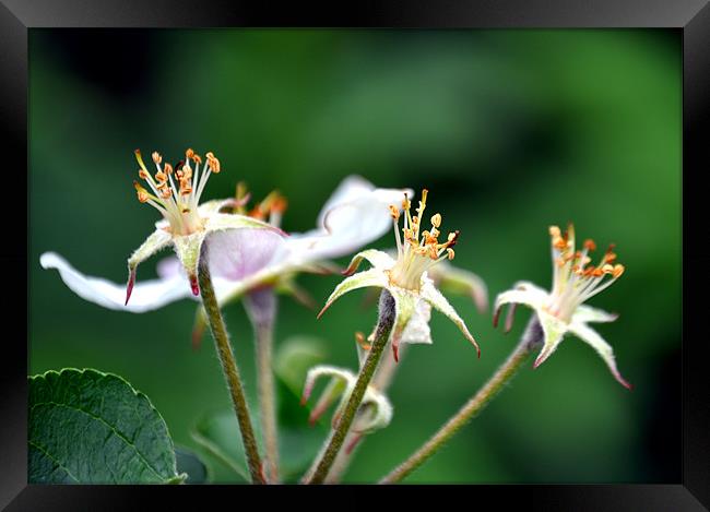 apple blossom Framed Print by sue davies