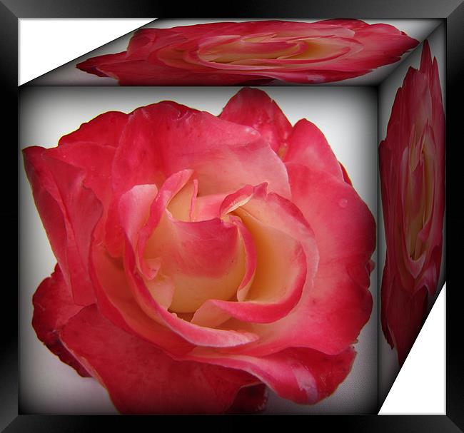 a box of roses Framed Print by sue davies