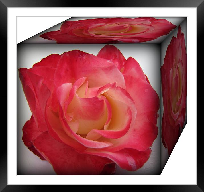 a box of roses Framed Mounted Print by sue davies