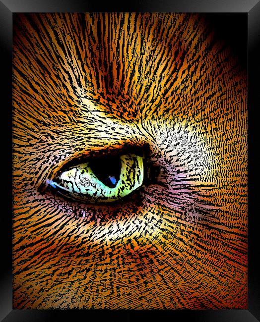 cats eye Framed Print by sue davies