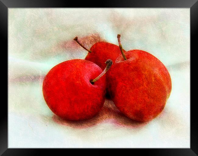juicy plums Framed Print by sue davies