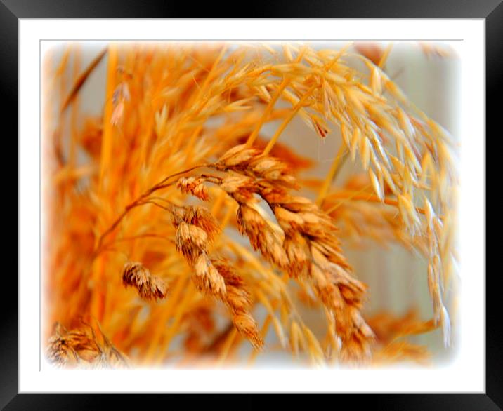 dried grass Framed Mounted Print by sue davies