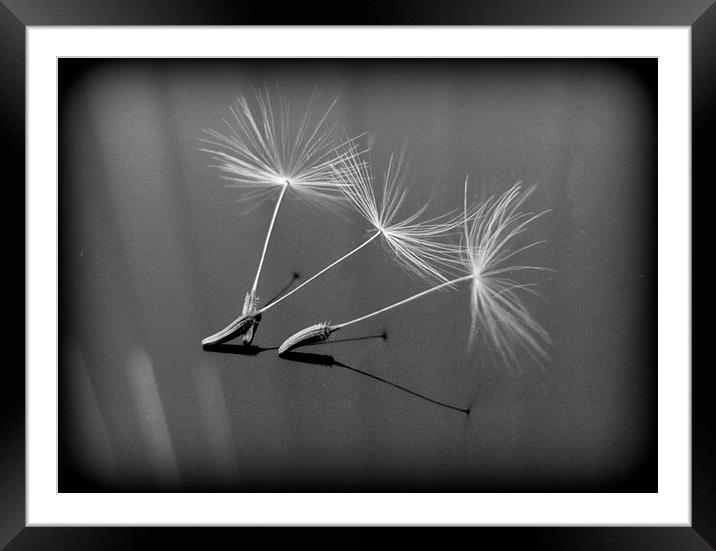 seed heads Framed Mounted Print by sue davies