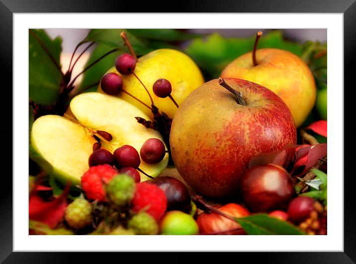 autumn fruits Framed Mounted Print by sue davies